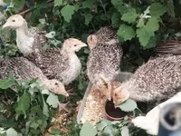 Turkeys — լուսանկար 2
