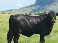 Toro, Aberdeen Angus — foto 1