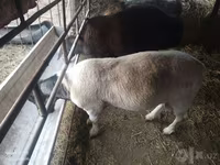 मेढ़ा, Dorper sheep — फ़ोटो 1
