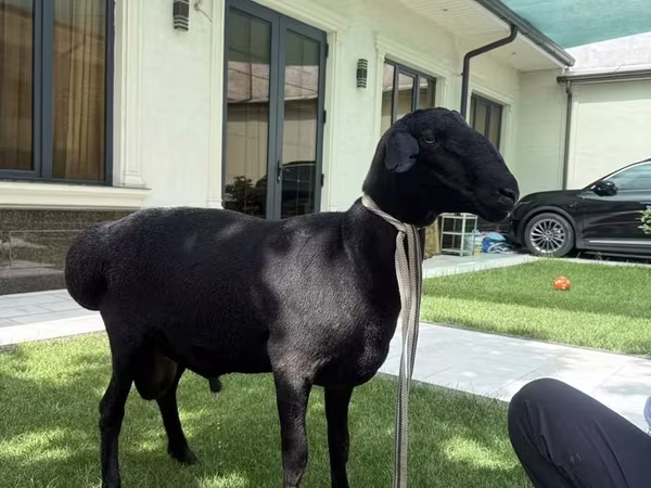የጎትት አውራ በግ, Sheep