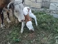 گاو ماده, Simmental cattle — عکس 2