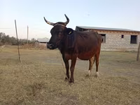 Mucca, Swiss cattle — foto 1
