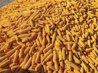 Кукуруза 🌽🌽🌽🌽 кукуруза 🌽🌽🌽🌽 кукуруза кукуруза жугору мака — 2-rasm