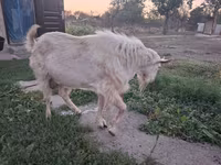 Capra, Saanen goat — foto 4