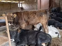 Bulle, Swiss cattle — Foto 2