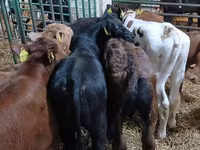 Býk, Simmental cattle — foto 2