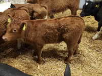 Skot (série, pohlaví neuvedeno), Simmental cattle — foto 3