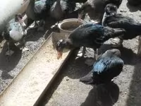 Ducks — عکس 2
