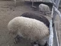 خنزيرة — الصورة 2