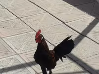 Chickens — 사진 4