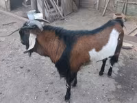 Kambing jantan, Goats — foto 3