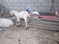ছাগী, ছাগল — ছবি 8