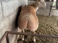 Beran, Afghan Arabi sheep — foto 3