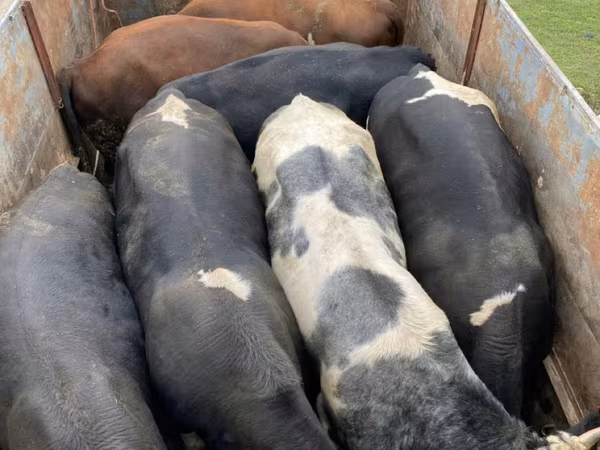 Toro, Ganado vacuno
