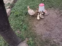 Muscovy domestica — foto 2