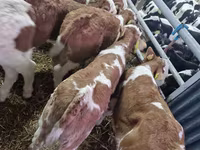 Bulle, Simmental cattle — Foto 1