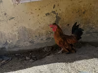 Brahma — foto 8