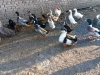 Ducks — รูปภาพ 1
