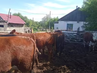 Lembu jantan, Cattle — foto 3