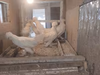 Chickens — foto 7