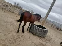 Faras, Horses — sawirka 4