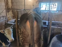 گاو نر, Swiss cattle — عکس 6
