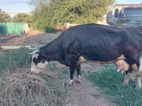 Krava, Russian Black pied cattle — fotografija 3