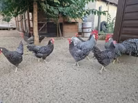 Chickens — foto 4