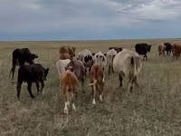 Krava, Latvian Blue cattle — fotografija 1