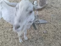 Коза, Saanen goat — снимка 2