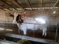 Mucca, Simmental cattle — foto 4