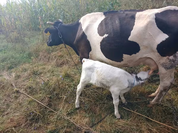 Bull, Holstein breed — Moldova