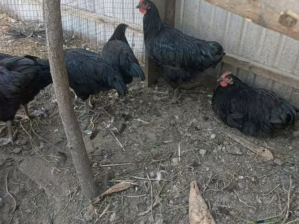 Chickens