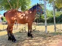公马, Horses — 照片 2