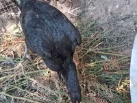 Chickens — รูปภาพ 4