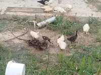 Ducks — الصورة 1