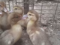 Ducks — 사진 8