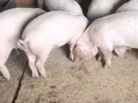 Vier, Porci — foto 2