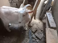 Kambing betina, Saanen goat — foto 1