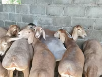Πρόβατο, Arashan sheep — φωτογραφία 4
