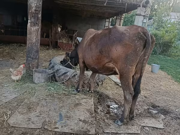 วัวตัวเมีย, Swiss cattle