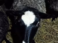 Sheep, Romanov sheep — photo 2