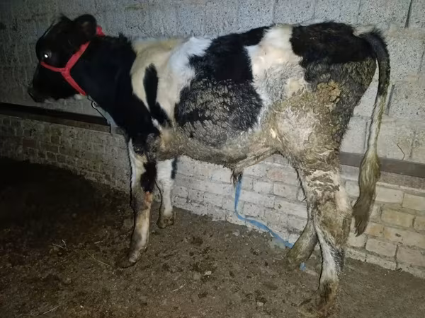 گاو نر, Russian Black pied cattle