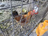 تھائی گیم — تصویر 4