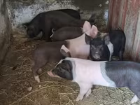 Locha, Świnie — zdjęcie 2