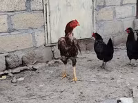 Chickens — sawirka 3