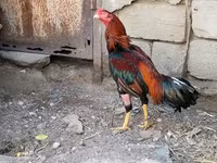 Chickens — sawirka 1