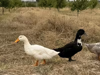 Ducks — 4. fotó