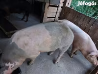 Eber, Schweine — Foto 2