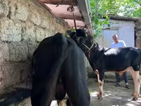 Toro, Bovini — foto 1